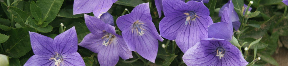 Platycodon