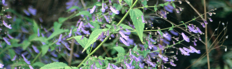 Plectranthus