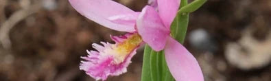 Pogonia
