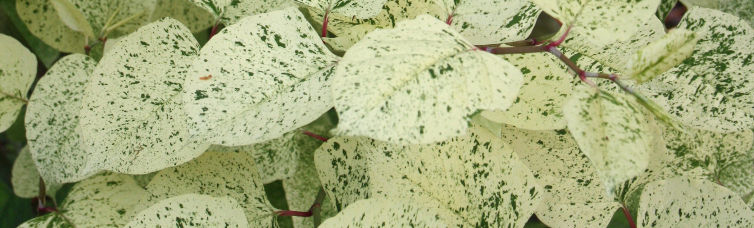 Polygonum