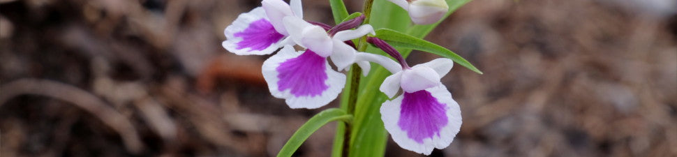 Ponerorchis