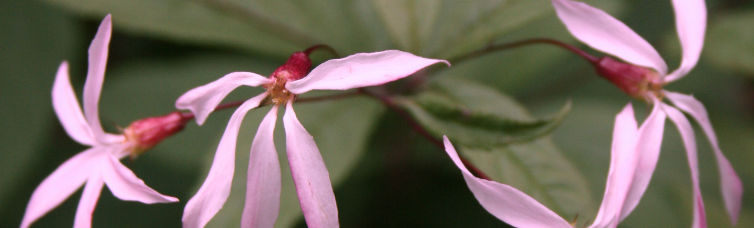 Porteranthus