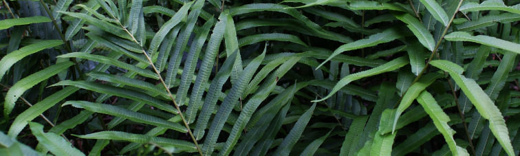 Pronephrium