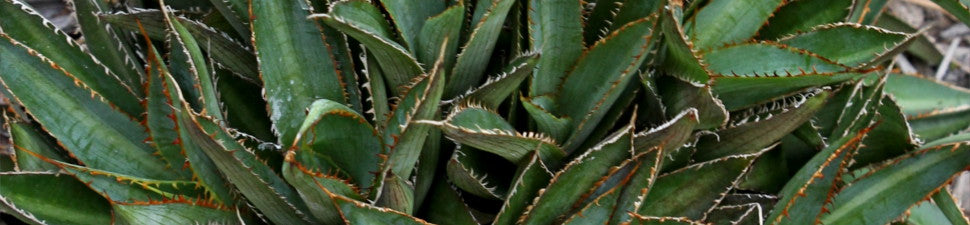 Rabbit Resistant Plants