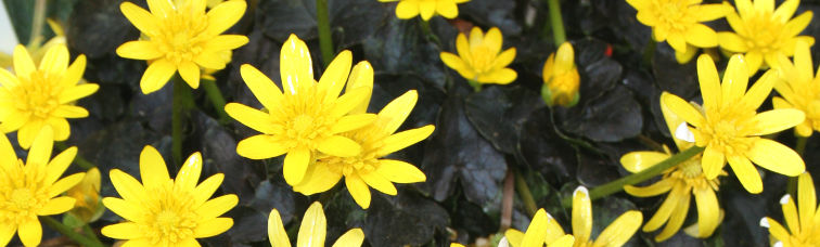 Ranunculus
