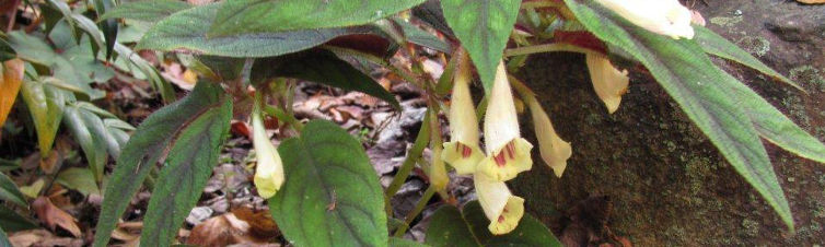 Raphiocarpus
