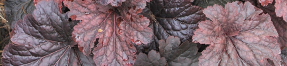 Red Foliage Plants