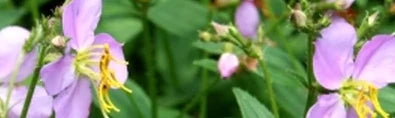 Rhexia
