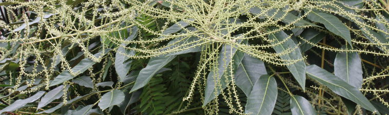 Schefflera