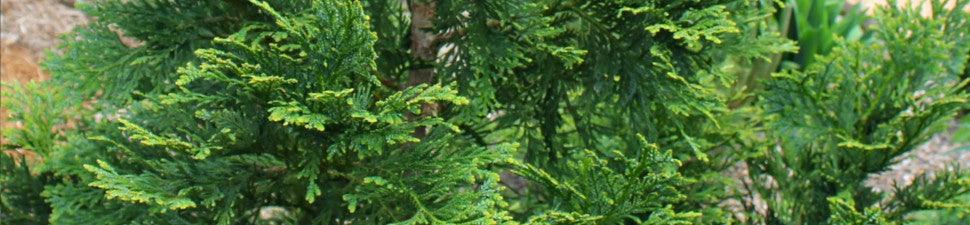 Shrubs and Conifers