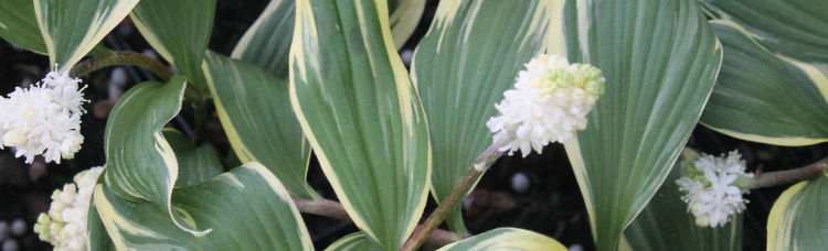 Smilacina