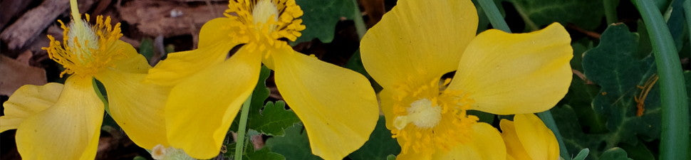 Stylophorum