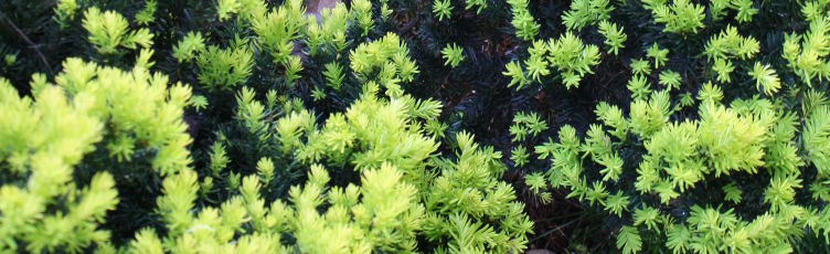 Taxus