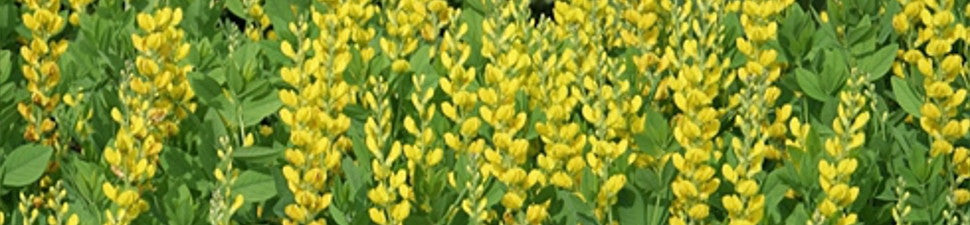 Texas native plants