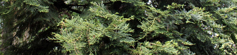 Thujopsis