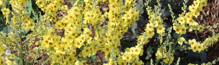 Verbascum