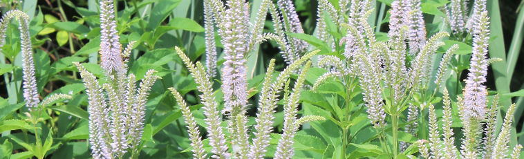 Veronicastrum