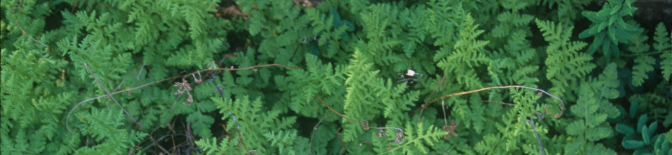 Woodsia
