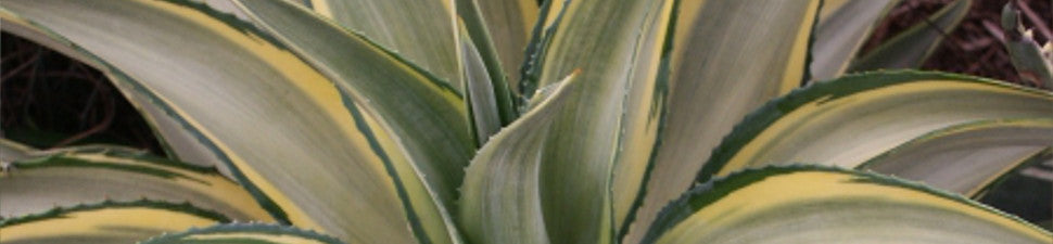 Woody Lilies