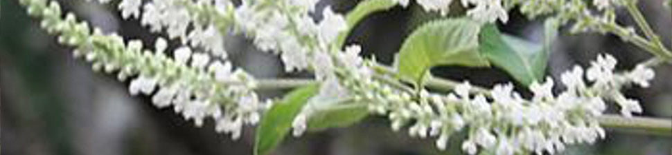 Woody Perennials