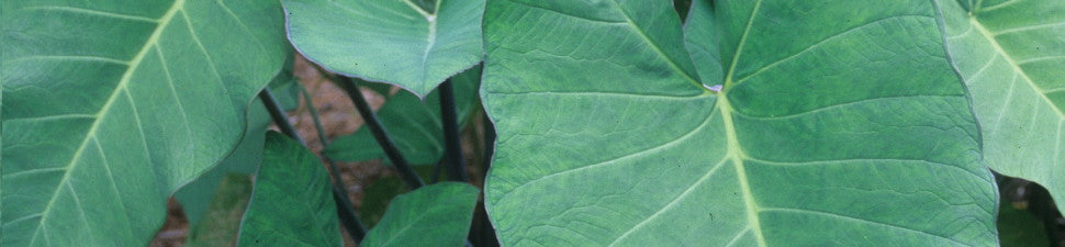 Plants that start with 'X'