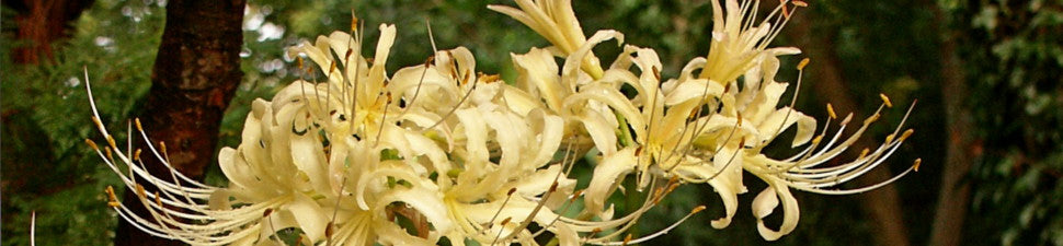 Yellow/Gold Flowering Plants