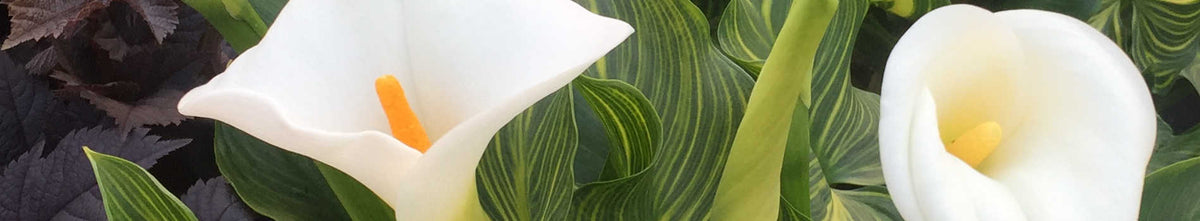 Zantedeschia
