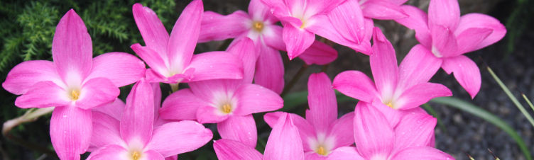 Zephyranthes