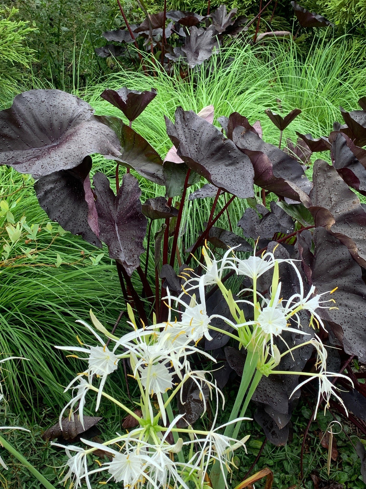 Avent's Private Garden Tour