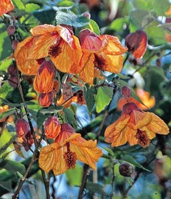 Image of Abutilon 'Fool's Gold' taken at Juniper Level Botanic Gdn, NC by JLBG