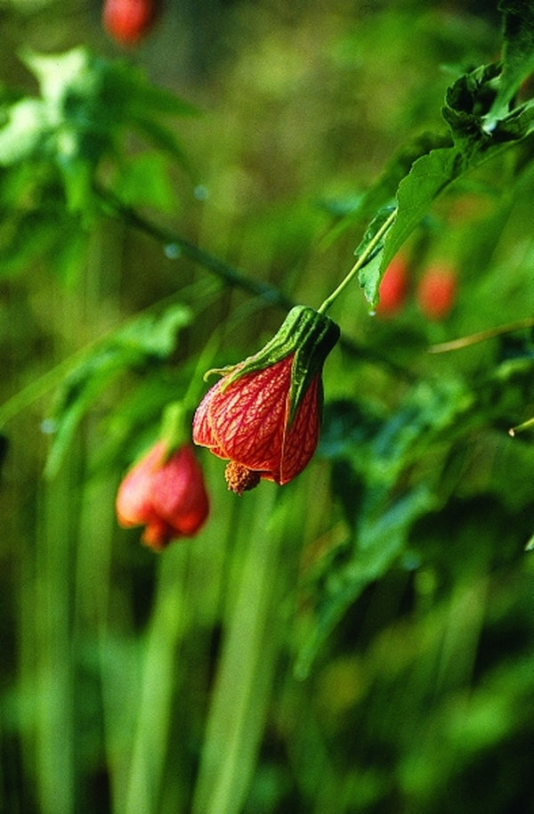 Image of Abutilon 'Marion Stewart' taken at Juniper Level Botanic Gdn, NC by JLBG