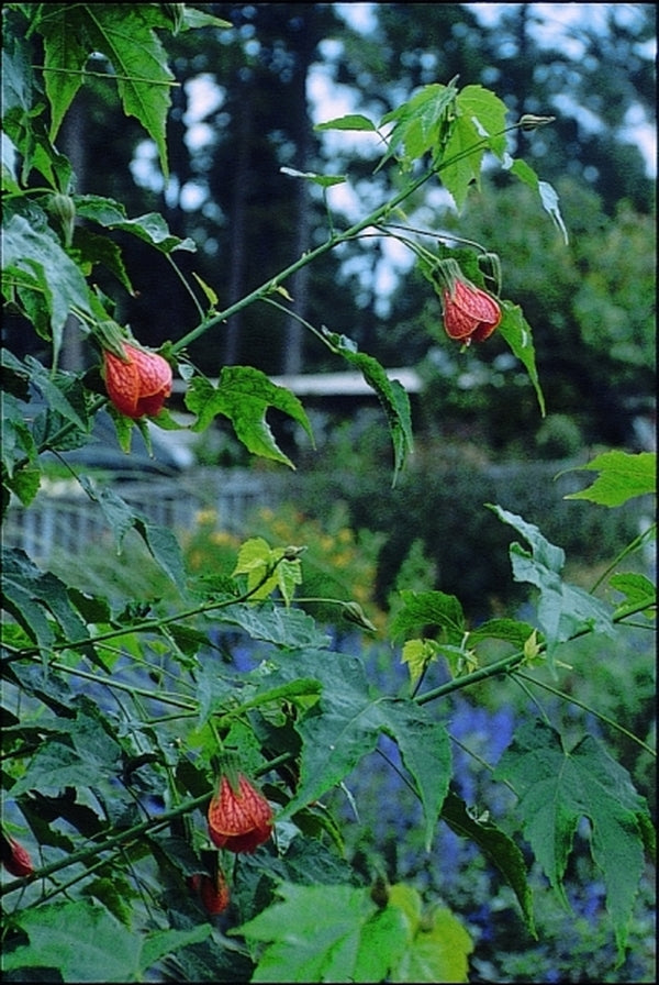 Image of Abutilon 'Marion Stewart' taken at NC State Fair