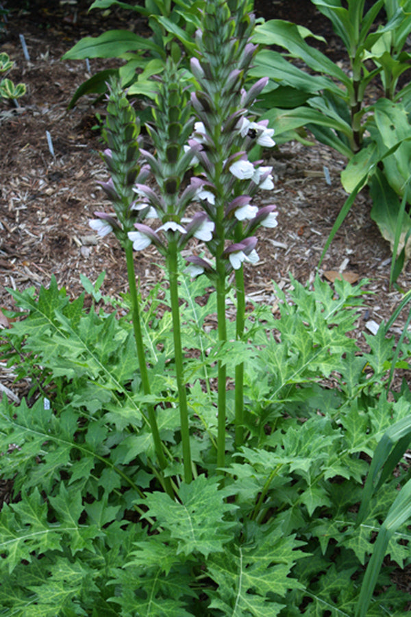 Image of Acanthus 'Mornings Candle' taken at Juniper Level Botanic Gdn, NC by JLBG