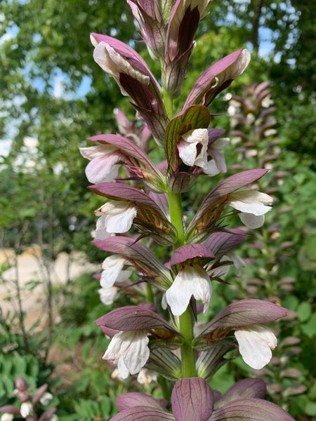 Image of Acanthus 'Summer Beauty' taken at Juniper Level Botanic Garden, Raleigh NC by Lidia Churakova