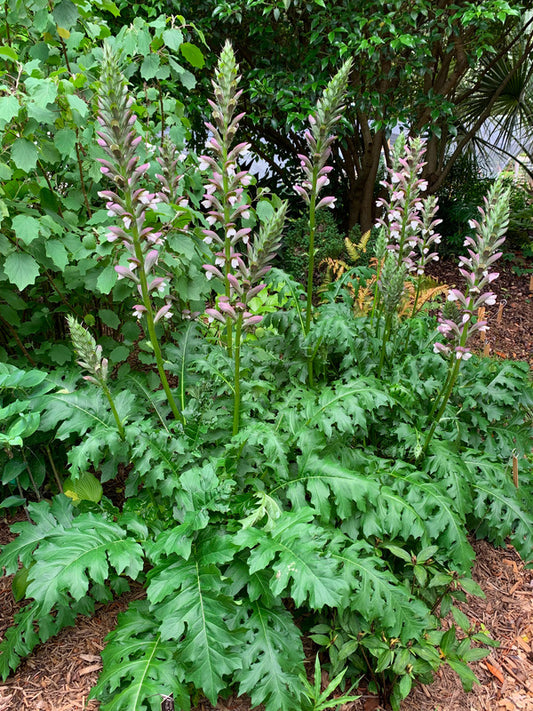Image of Acanthus 'Summer Beauty' taken at Juniper Level Botanic Gdn, NC by L. Churakova