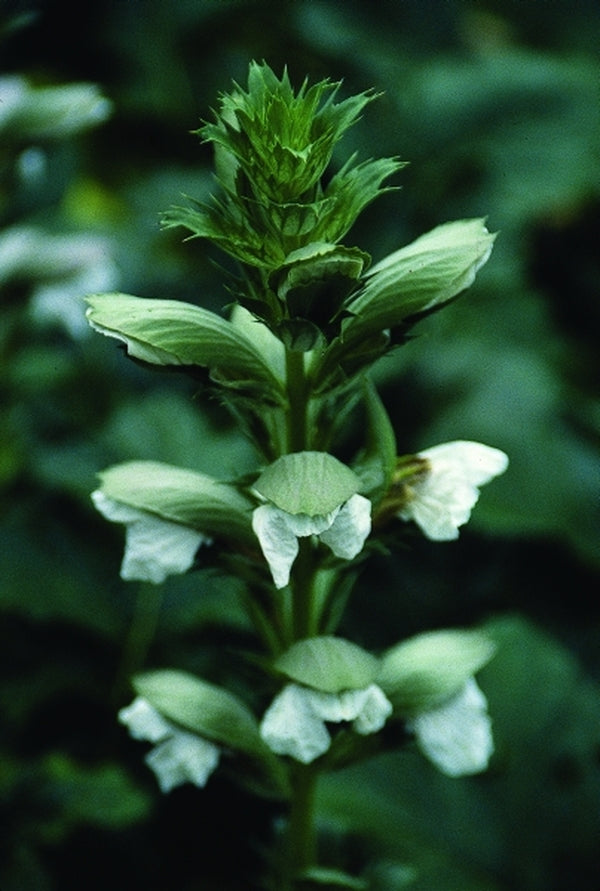 Image of Acanthus mollis 'Rue Ledan' taken at Juniper Level Botanic Gdn, NC by JLBG