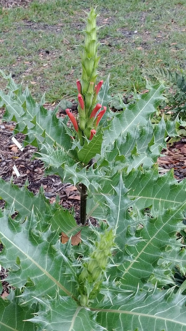 Image of Acanthus sennii taken at Juniper Level Botanic Gdn, NC by JLBG