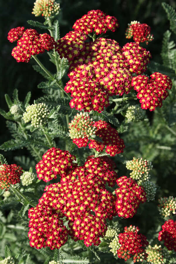 Image of Achillea 'Strawberry Seduction' PP 18,401 taken at Juniper Level Botanic Gdn, NC by JLBG