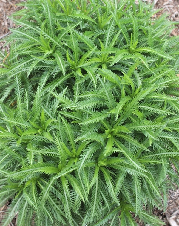 Image of Achillea sibirica 'Japanese Lace' taken at Juniper Level Botanic Gdn, NC by JLBG