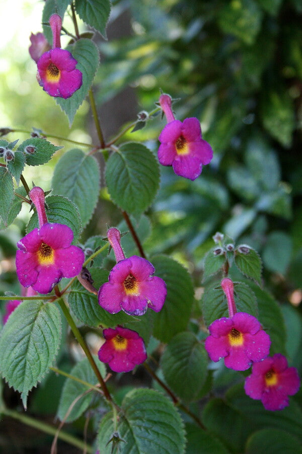Image of Achimenes 'Harry Williams' taken at Juniper Level Botanic Gdn, NC by JLBG
