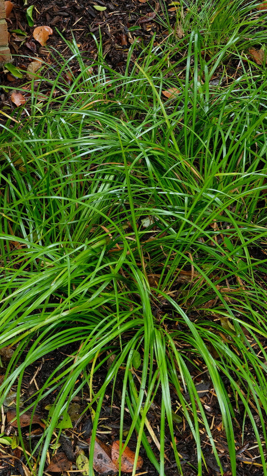 Image of Acorus gramineus 'Licorice' taken at Juniper Level Botanic Gdn, NC by JLBG
