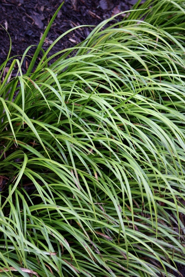 Image of Acorus gramineus 'Ogon'