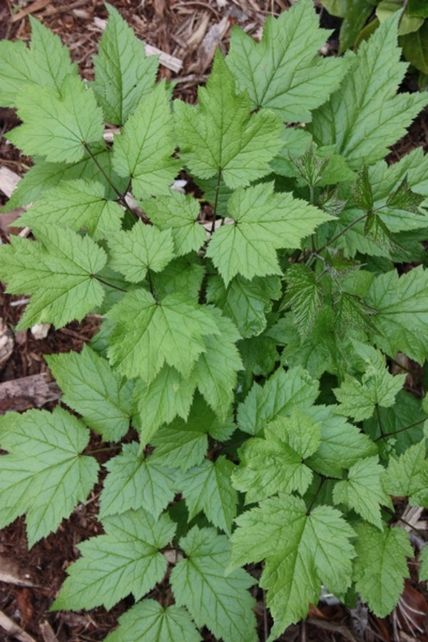 Image of Actaea cordifolia taken at Juniper Level Botanic Gdn, NC by JLBG