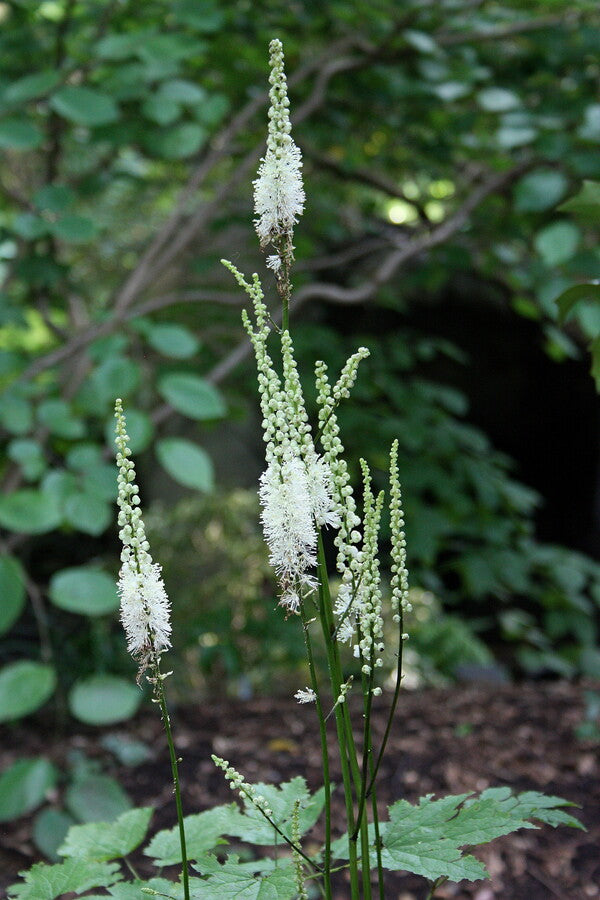 Image of Actaea cordifolia taken at Juniper Level Botanic Gdn, NC by JLBG