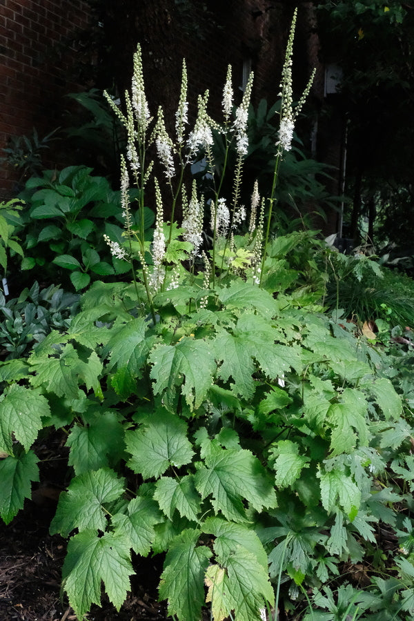 Image of Actaea cordifolia taken at Juniper Level Botanic Gdn, NC by JLBG