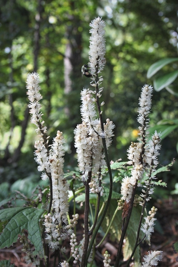 Image of Actaea japonica var. japonica 'Silver Blush' taken at Juniper Level Botanic Gdn, NC by JLBG