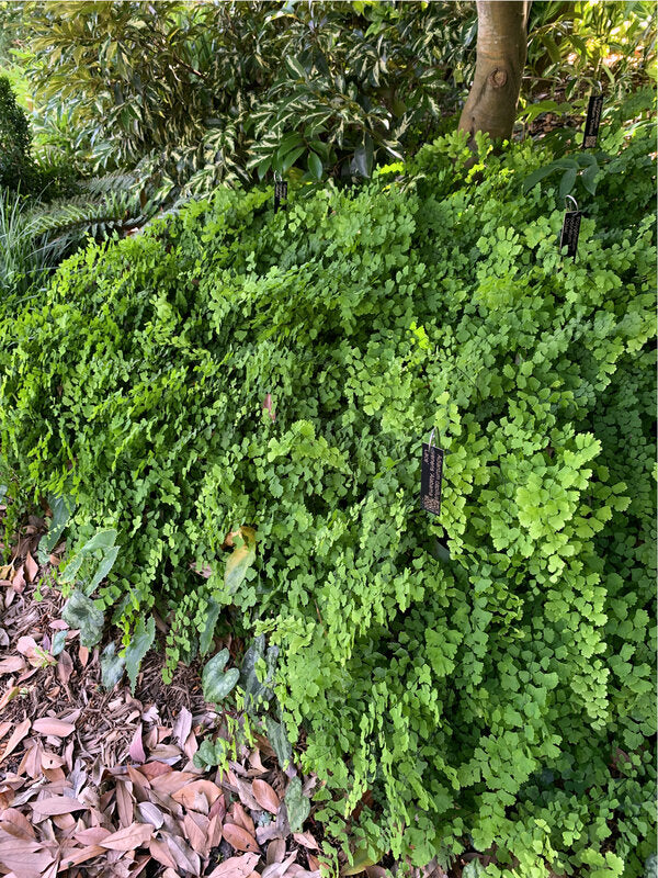 Image of Adiantum capillus-veneris 'Alabama Lace' taken at Juniper Level Botanic Garden, Raleigh NC by Lidia Churakova