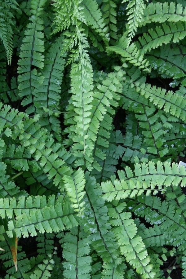 Image of Adiantum caudatum 'Roy's Runner' taken at Juniper Level Botanic Gdn, NC by JLBG