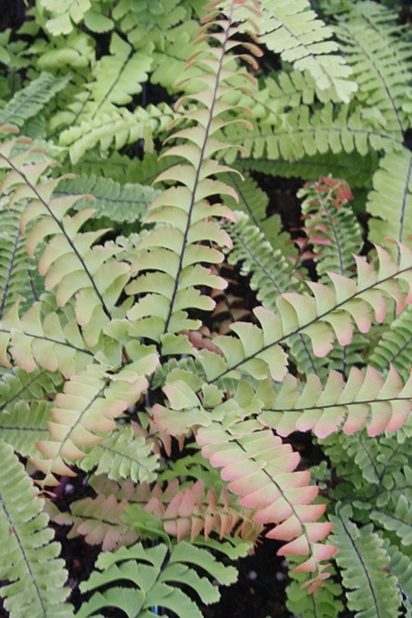 Image of Adiantum japonicum taken at Juniper Level Botanic Gdn, NC by JLBG