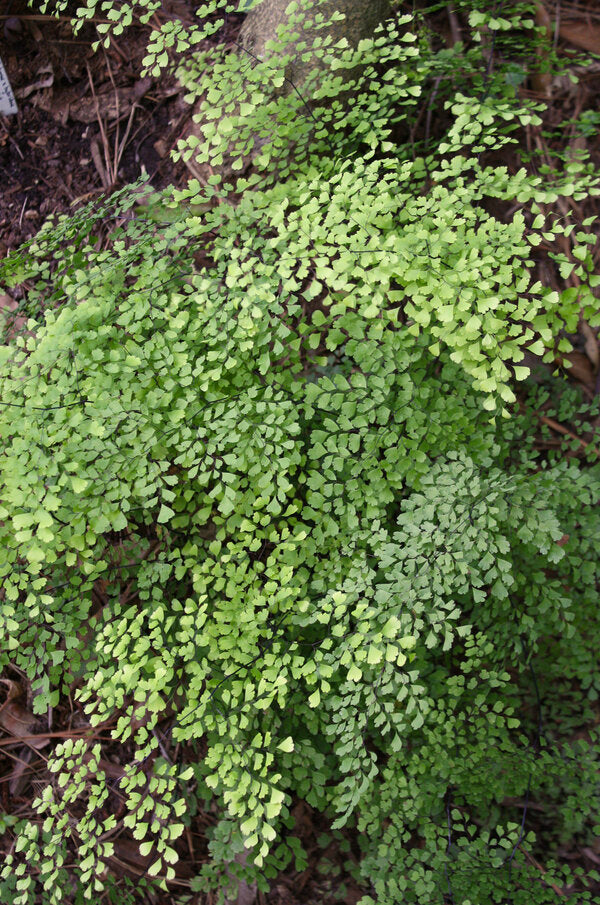 Image of Adiantum raddianum 'Barberton' taken at Juniper Level Botanic Garden, Raleigh NC by JLBG